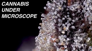 Ready to harvest cannabis under a microscope!