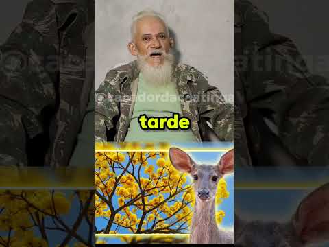 Caatingueiro na flor do pau d'arco ipê amarelo #caçadordacaatinga