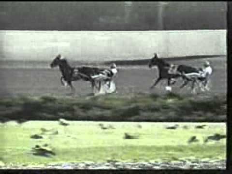 1994 Breeders Crown Open Trot Pine Chip