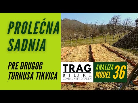 PROLEĆNA SADNJA PRE DRUGOG TURNUSA TIKVICA - MODEL 36 (2022) [TRAG BILJKE]