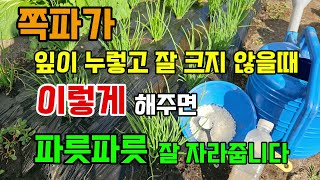 쪽파가 수일이지나도 잘 크지 않을때 이렇게 해주면 폭풍성장 잘 자랍니다 #쪽파키우기