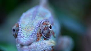 Chameleon's amazing 3D vision eyes