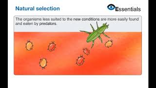 Essentials Video Animation - Natural Selection