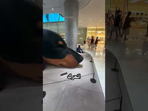 الكلب ده بيحرس المول دايما