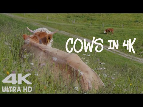 Mountain Cows 4K ASMR - Cowbell Sounds - Relaxing Animals & Nature Video