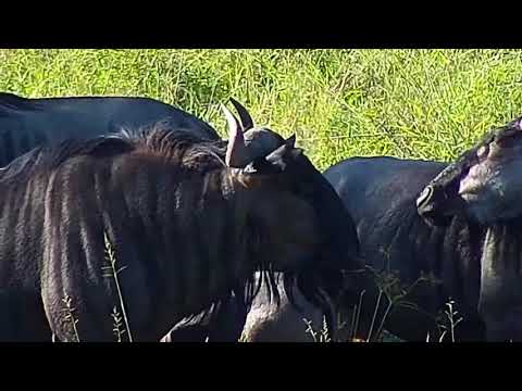 Djuma: Wildebeests - 15:40 - 04/01/21
