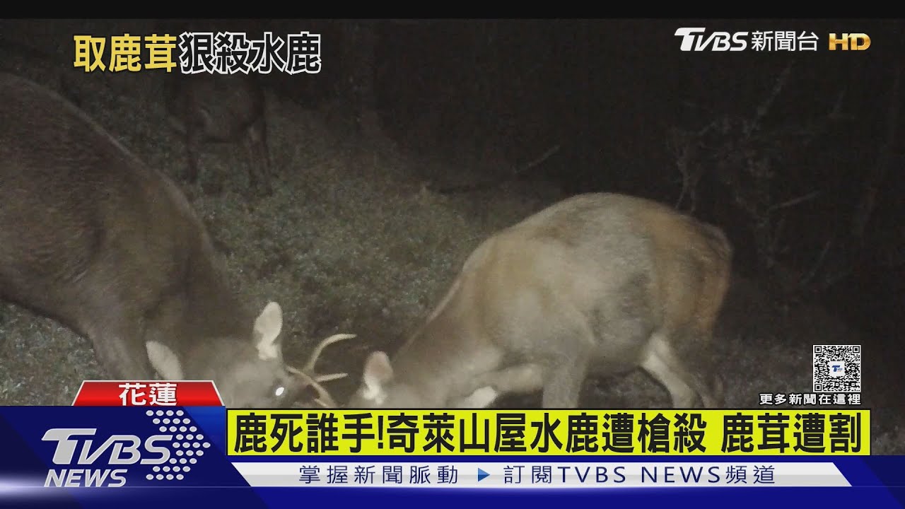 鹿死誰手！奇萊山屋水鹿遭槍殺鹿茸遭割 太管處緝凶