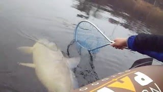 Huge Wisconsin River Buffalo Carp In a Tiny Boat LyubakaVideo