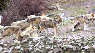 preview picture of video 'Hurlements - Parcs aux loups du Gévaudan - Février 2015'