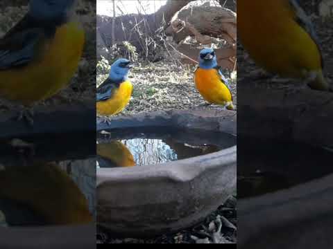 Birdday 075 Naranjeros Torcacitas 1807 25