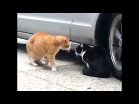 FUNNY CATS - Period - 20min clean - GATOS GRACIOSOS 2014