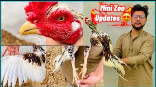 BEAUTIFUL 😍 CHICKEN BREEDS  Wow Ma Sha Allah My Mini Zoo Updates 😍