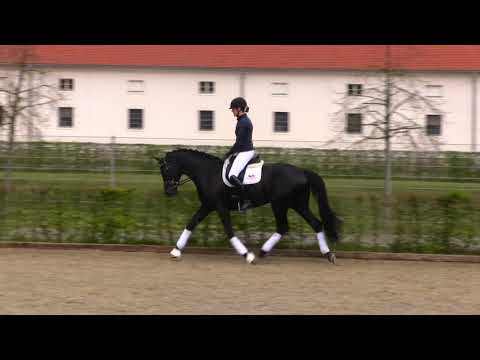 Vivanero v. Vivaldi - Zonik - De Niro