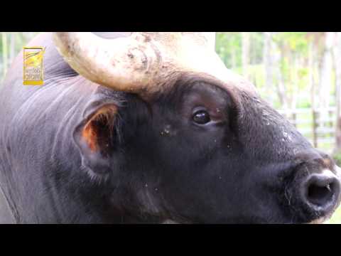 SIMFONI ALAM EP : MALAYAN GAUR FULL HD