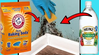 DIY MOULD REMOVER | 8 Ways To Get Rid of Black Mold Naturally