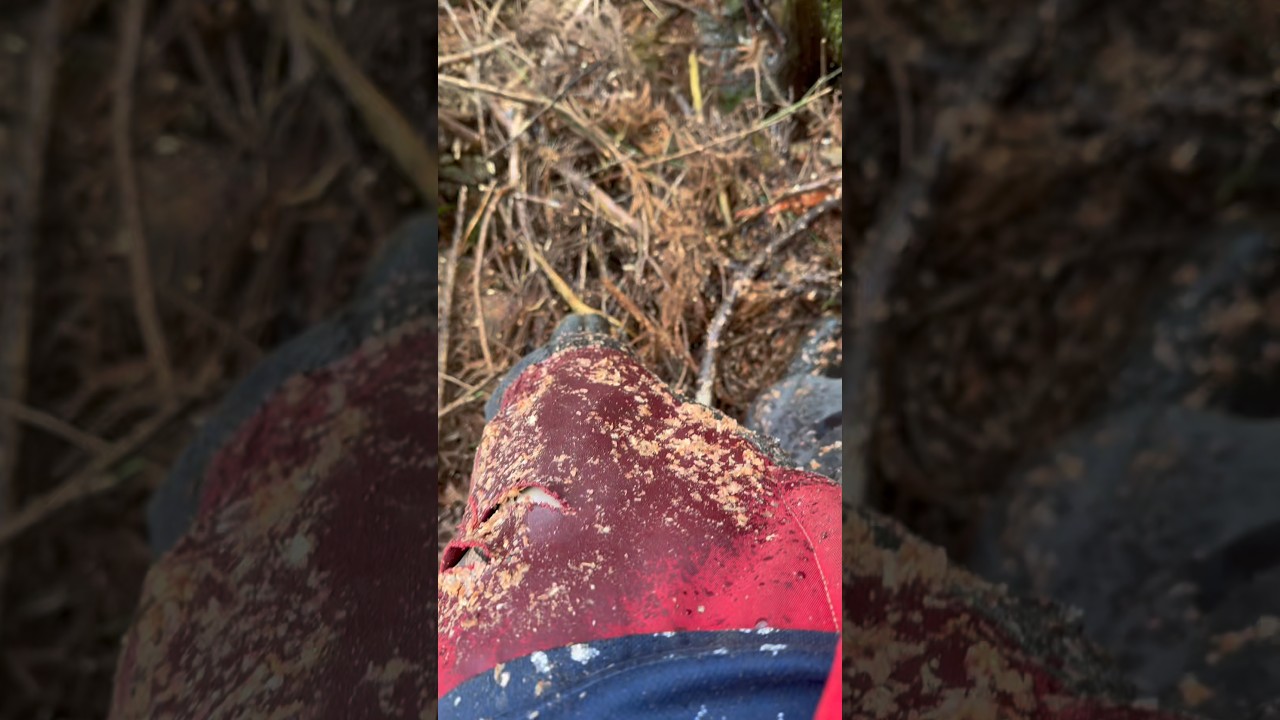 やられました😭#shorts #林業