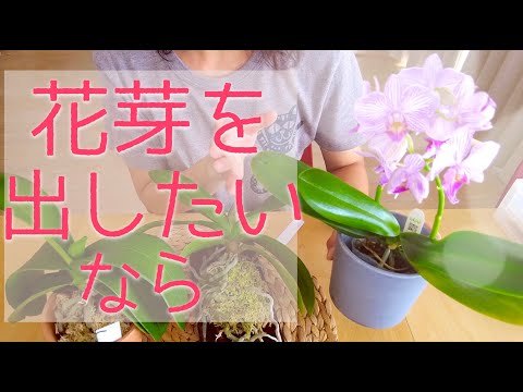 茎のなくなった蘭を再び咲かせるにはどうすればよいでしょうか？私たちのシンプルなソリューション!  庭園