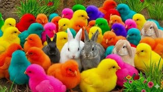 Download lagu Tangkap Ayam Lucu, ayam warna warni, ayam rainbow, kelinci lucu, bebek lucu, ikan koi, Hewan Lucu mp3