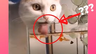 Gatos e Pequenos Pets Engraados. Ria e Divirta Muito com Esse Vdeo