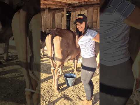 trabalheira #vidanaroça #vidanaroça #mercadoagricola #mercadoagricola #fazenda