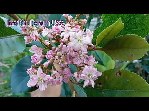 Majestic Beauty(Indian Hawthorn)/Imelda Ingram USA