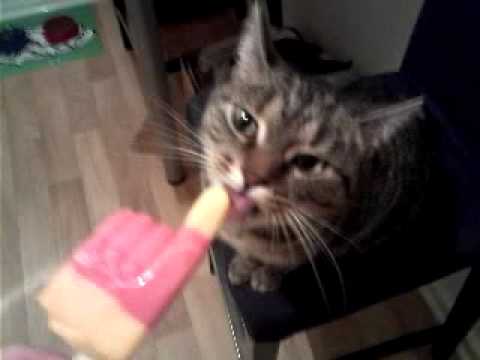 Katze feat. Flutschfinger