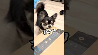 犬、盛大な勘違い。  #犬との暮らし #chihuahua #dog