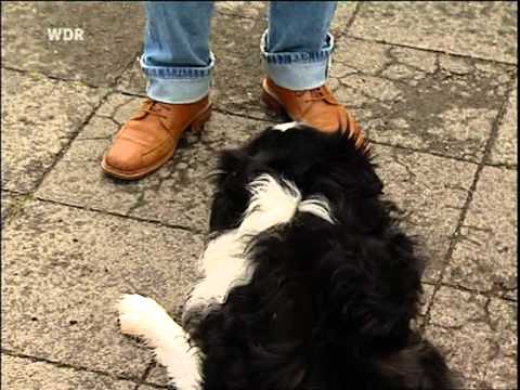 Kann Kater Oscar den Tod vorhersagen?