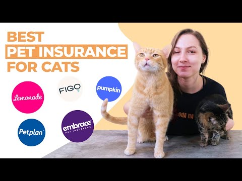 Best Pet Insurance for Cats (Our Top 6 Recommendations)