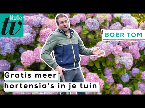 , title : 'Je hortensia's vermeerderen doe je zo -Boer Tom'