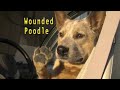 Wounded Poodle Logo 2004
