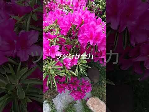 冬にツツジを保護するにはどうすればよいですか？この多量の開花植物を維持するにはどうすればよいでしょうか?  庭園
