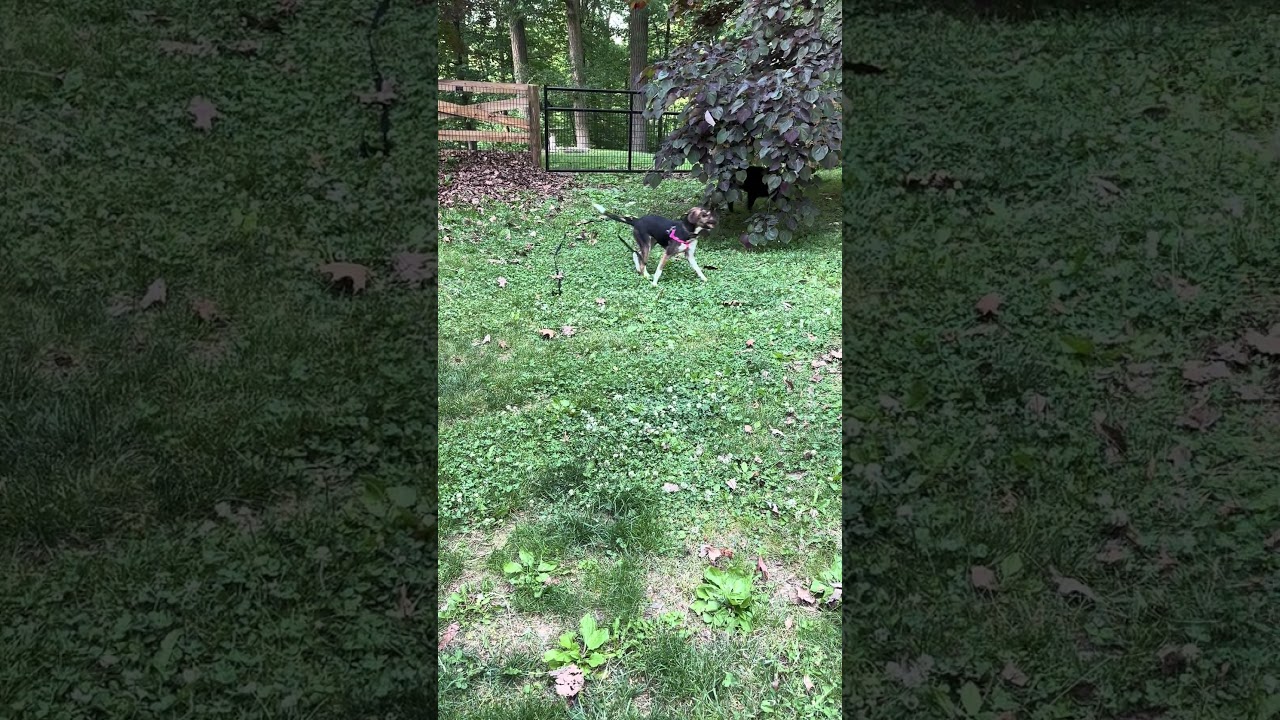 Enlarge Crumb, a Adoptable mixed breed in Pottstown, PA video 5/6