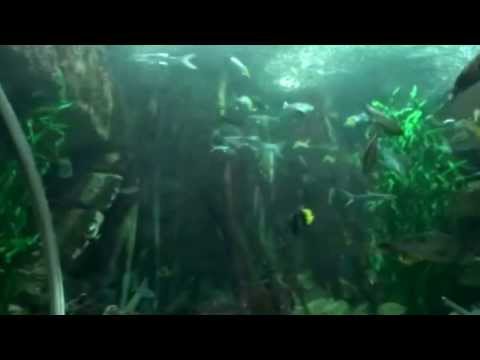 Underwater World Sentosa Singapore 新加坡海底世界