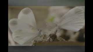 Le Orme  'Era inverno'  1971