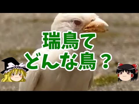 スズメについて詳しく解説