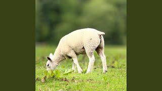 Cover art for The Warning