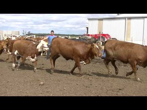 Novillitos y Vaquillonas para Faena en Laguna Larga