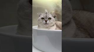 Download lagu I won't joke with Sonya anymore🥲 #cat #cats mp3 Download lagu I won't joke with Sonya anymore🥲 #cat #cats mp3