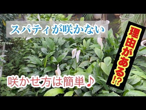 スリッパの花 植物