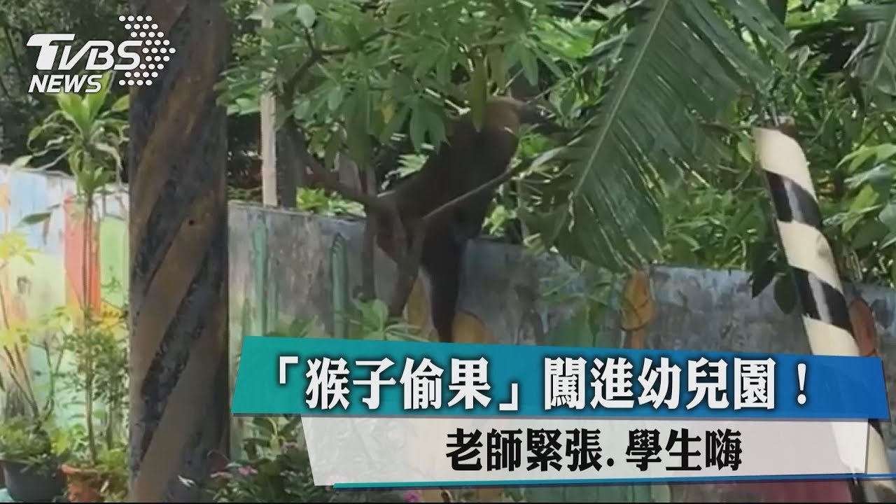 「猴子偷果」闖進幼兒園! 老師緊張、學生嗨