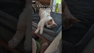 ⚠️注意⚠️ただ猫が寝てるだけの動画です@背黒と琥珀#寝る#かわいい #cat