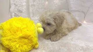 ハーフ犬の動画01