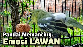 Download lagu PANDAI MEMANCING EMOSI LAWAN BIKIN SIRTU GACOR NYAUT SEKETIKA mp3