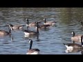 "Inside World" from the album Reiki Om - Footage from the DVD "A Year of Guided Meditations"