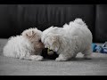 Maltese dogs for sale: Rosie - Video 1