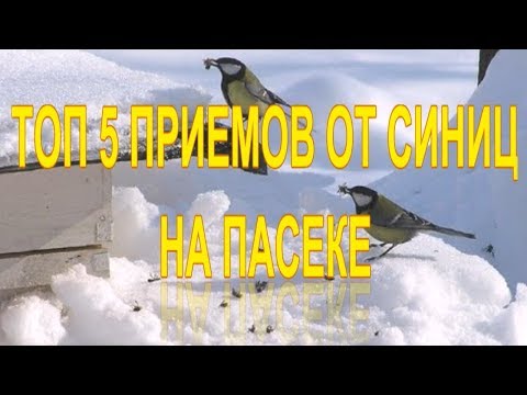 ТОП 5 ПРИЕМОВ ОТ СИНИЦ НА ПАСЕКЕ (PROTECTION FROM BIRDS IN THE APIARY)