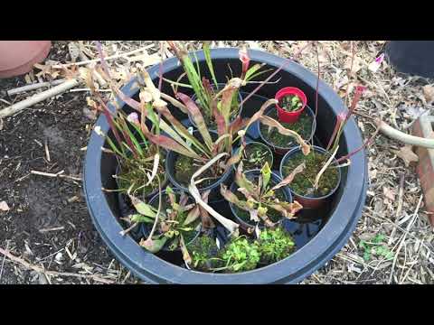Carnivorous plants coming out of winter dormancy - Sarracenia and fly traps.