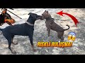 PİTBULL ZİNCİRİNİ KOPARINCA DOBERMANLA BİRBİRİNE GİRDİ !! - (RİSKLİ BULUŞMA) PİTBULL ZİNCİRİNİ KOPARINCA DOBERMANLA BİRBİRİNE GİRDİ !! - (RİSKLİ BULUŞMA)