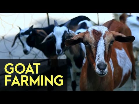 , title : 'Goat Farming - FULL Version | Agribusiness How It Works'